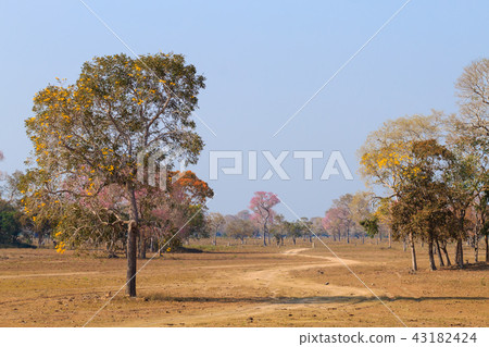 Beautiful Pantanal landscape from Brazil. 43182424