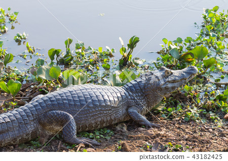 caiman which heats up in the morning sun. caiman which heats up in the morning sun. 43182425