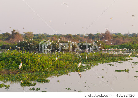Beautiful Pantanal landscape,South America, Brazil 43182426