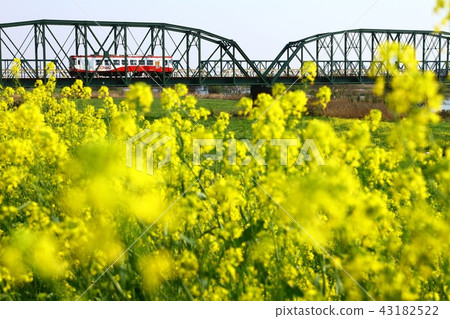 Rape blossoms and Tarumi Railway of Kamogawa 43182522