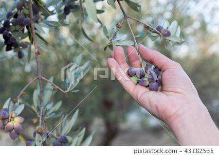 Hand holding a branch of ripe olives 43182535