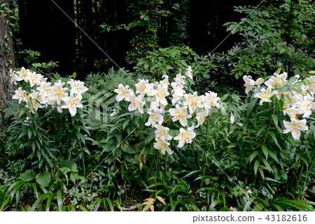 野百合 野百合 43182616