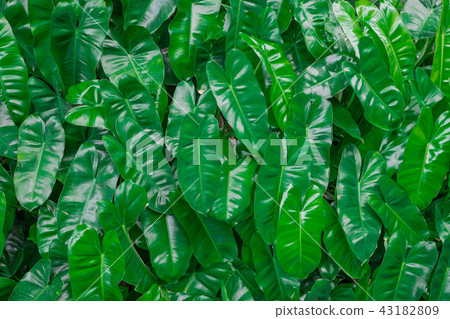 Creative layout made of green leaves background Creative layout made of green leaves background 43182809