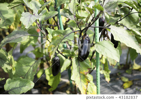 Home Garden (eggplants) Home Garden (eggplants) 43182837