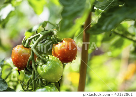 Household vegetable garden (mini tomato) Household vegetable garden (mini tomato) 43182861