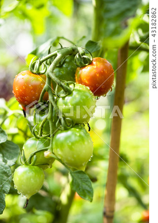 Household vegetable garden (mini tomato) Household vegetable garden (mini tomato) 43182862