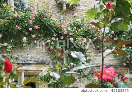 British Cotswolds house and roses 43183265