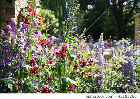 English natural garden 43183266