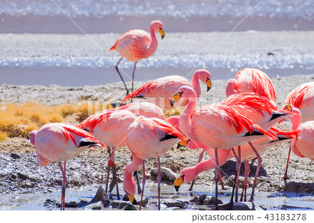 Laguna Hedionda flamingos, Bolivia 43183278