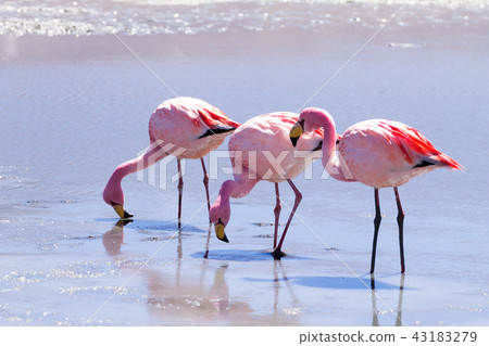 Laguna Hedionda flamingos, Bolivia 43183279