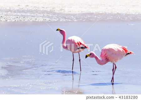 Laguna Hedionda flamingos, Bolivia 43183280
