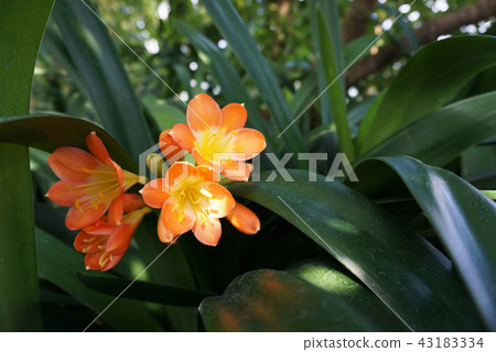 Orange flower in botanical garden 43183334