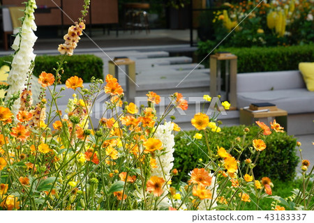 Yellow flower garden Yellow flower garden 43183337