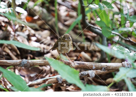 Croatian wild birds 43183338