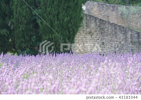 南佛薰衣草 南佛薰衣草 43183344