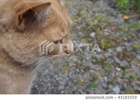 Brown cat profile Brown cat profile 43183359