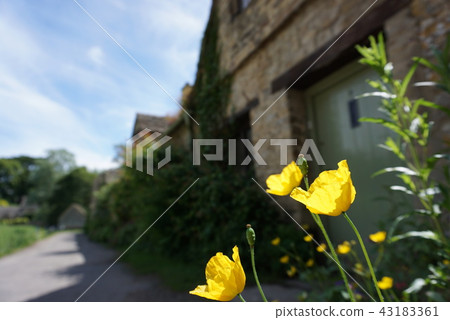 科茨沃爾德和黃色的花朵 43183361