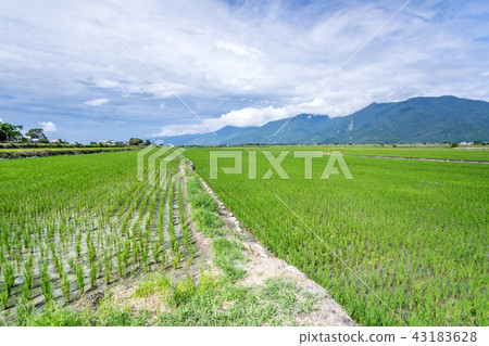 台灣台東布朗大道台東布朗大道台東稻荷 43183628