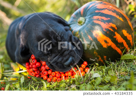 funny Great Dane dog and big pumpkin 43184335