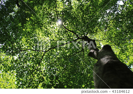 Travel image of Kinugawa Onsen (blue maple along Kinugawa) Travel image of Kinugawa Onsen (blue maple along Kinugawa) 43184612