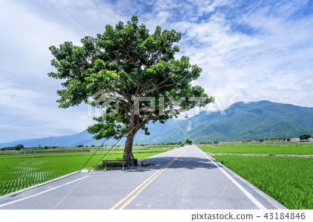 臺灣 台東 伯朗大道 金城武樹 Taitung Brown Avenue 台東県 たいとう 43184846