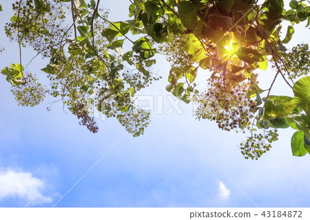 leaves of teak or Tectona grandis tree leaves of teak or Tectona grandis tree 43184872