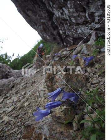 Blooming on a mountain path 43185039