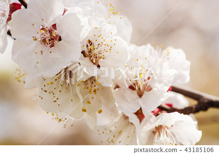 Apricot tree flower Apricot tree flower 43185106