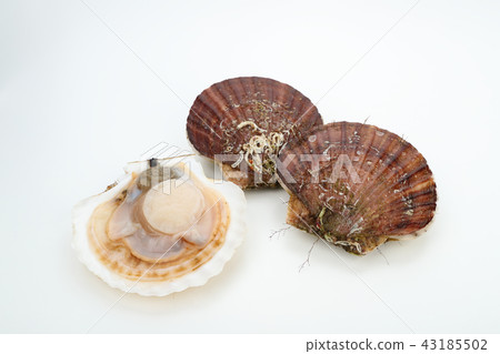 Scallop scallops (from Aomori Prefecture) and under treatment 43185502
