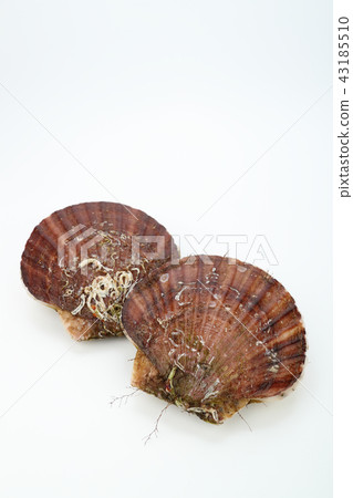 Scalloped scallops (from Aomori Prefecture) Scalloped scallops (from Aomori Prefecture) 43185510