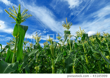 [The foot of Mt. Iwaki, Hirosaki City, Aomori Prefecture] 43185999