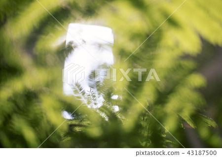 Refreshing summer leaves 43187500