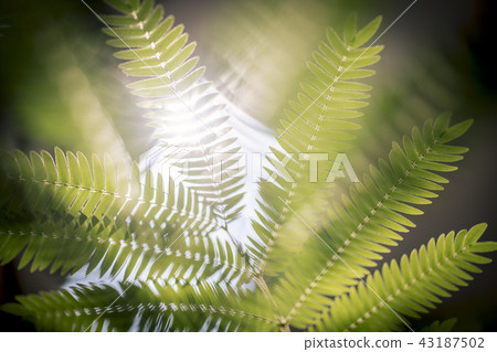 Transparent leaves in sunshine 43187502