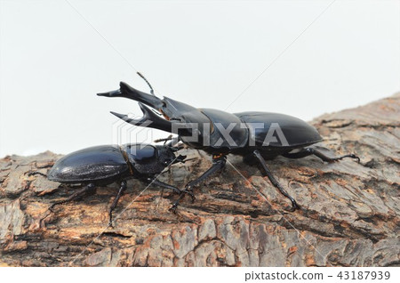 Domestic Ookuwagata male and female on white background with trees 43187939