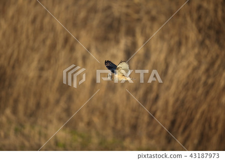 Commimizuku的飛行 Commimizuku的飛行 43187973