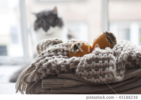 Home cat on the window, a lot of winter warm clothes, scarf and fruit autumn. Cozy atmosphere and 43188238