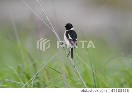 Nobitaki male summer feather Nobitaki male summer feather 43188318