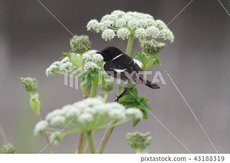 Nobitaki male summer feather Nobitaki male summer feather 43188319