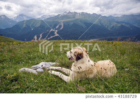 big shepherd dog lying in the mountains in the meadow big shepherd dog lying in the mountains in the meadow 43188729