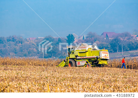 combine harvester in the corn field combine harvester in the corn field 43188972