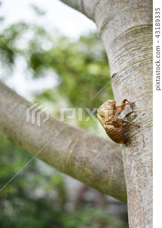 Shellfish of the semi (1) 43189335