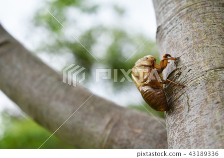 Shellfish of the semi (2) 43189336