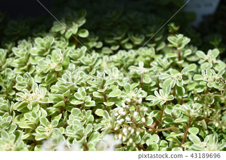 多汁Sedum Makinoi Barrigata可愛 多汁Sedum Makinoi Barrigata可愛 43189696