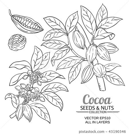 cocoa plant vector cocoa plant vector 43190346