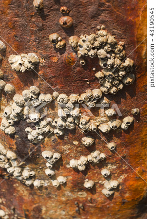 Barnacles on surface corrosion steel pole Barnacles on surface corrosion steel pole 43190545