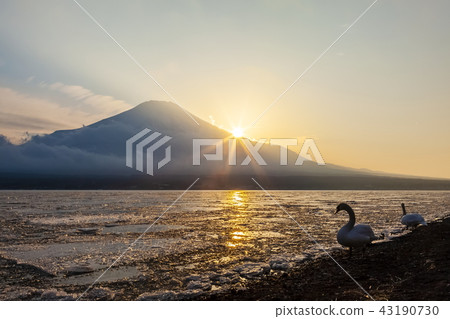 Sunset and swan on Mt. Fuji at Lake Yamanaka, Yamanashi Prefecture 43190730