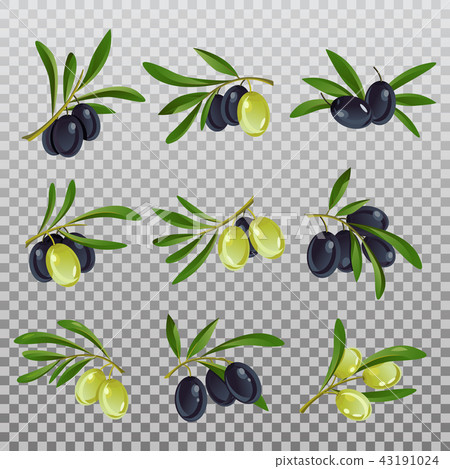 Isolated olive branch with ripe and raw berries with bleaks. 43191024
