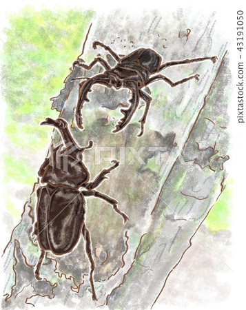 Stag beetle and beetle 43191050