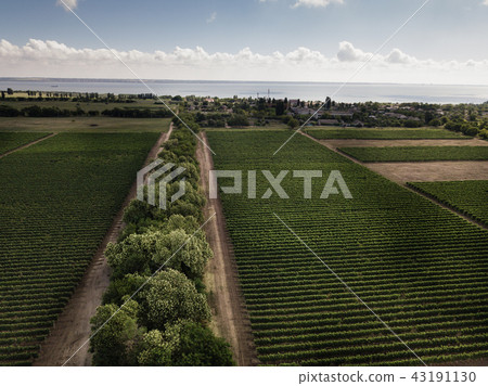 Aerial top view from drone to vineyard Aerial top view from drone to vineyard 43191130