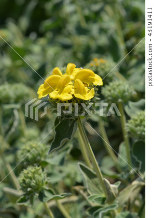 Jerusalem sage Jerusalem sage 43191411